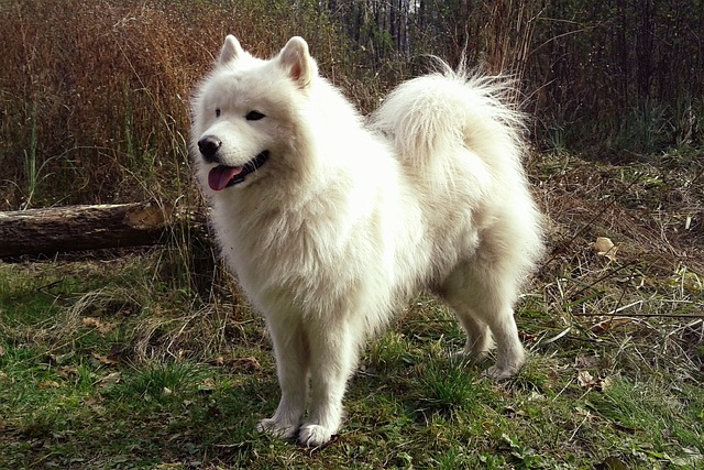 2026 İçin En İyi 7 Samoyed Aktivite Takipçisi